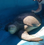Turtle and marine conservation in Costa Rica