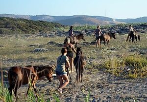 Saving The Skyrian Horses