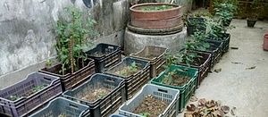 ORGANIC FARMING AND NURSERY WORK