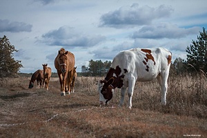 Work&ride: help at the horse farm