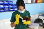 Veterinary Internship in the Amazon