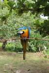 Veterinary Internship in the Amazon