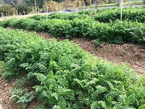 Sustainable Farming and Animal Sanctuary