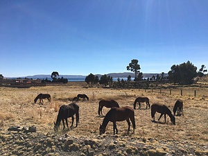 Atoj Cayo, Santuario de caballos : établissement d'un refuge pour chevaux