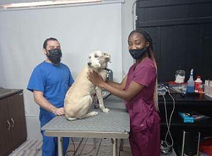 internship veterinary