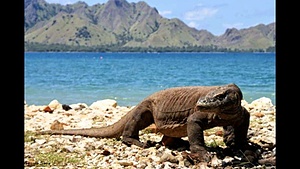 LOMBOK SASAK CAMP II