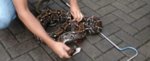 Wildlife sanctuary project 
