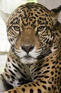 Emergency-Help Us Take Care of our Animals
