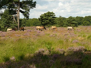 National Park Meinweg