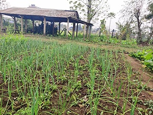RAMPUR NURSERY