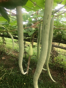 Organic farming