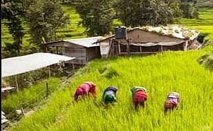 AGROFORESTRY