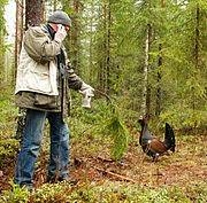 SURVEILLANCE OF WESTERN CAPERCAILLIE I