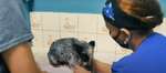 internship veterinary