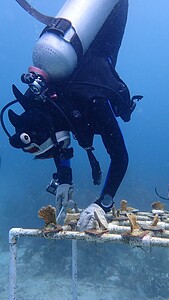 Projets de restauration de la biodiversité marine aux Caraïbes (Carriacou)