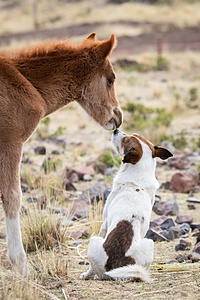 Atoj Cayo, Santuario de caballos : établissement d'un refuge pour chevaux