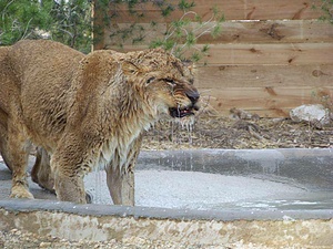 ESC Volunteering Animal Advocacy and Protection