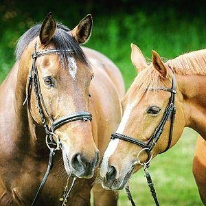 ALLIKSAARE HORSE FARM