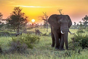 Animals and children