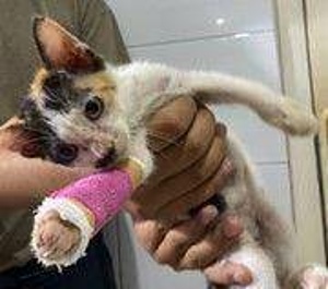Star Paws Stray Cat Project