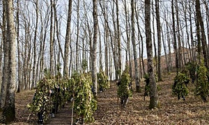 ESC: The Walking Forest