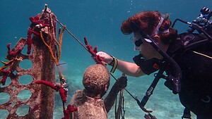 Projets de restauration de la biodiversité marine aux Caraïbes (Carriacou)