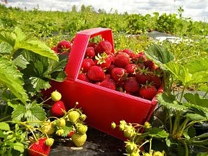 KAASIKU ORGANIC FARM I