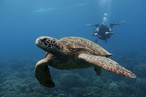 Marine Conservation Project
