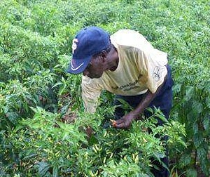 Volontariat dans l'écosystème au Comté de Kwale 