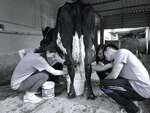 PEOPLE FOR ANIMALS ( MYSORE CITY)