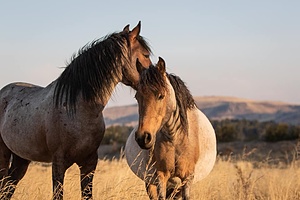 Atoj Cayo, Santuario de caballos : établissement d'un refuge pour chevaux
