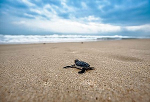 Sea Turtles Heroes