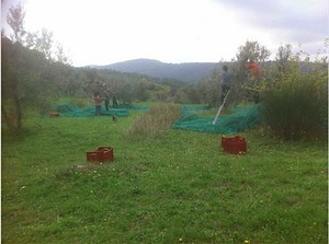 PODERE ONORATE OLIVE HARVESTING 1