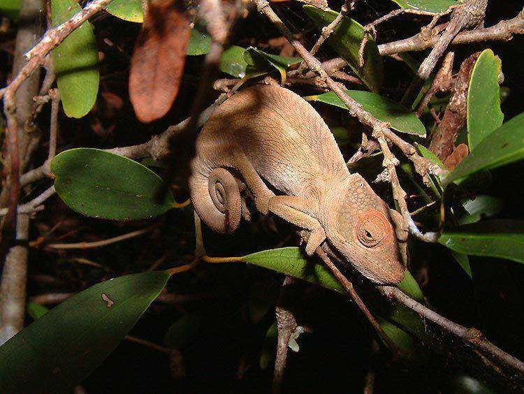 Unesco Project Rainforests of the Atsinanana