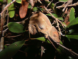 Unesco Project Rainforests of the Atsinanana