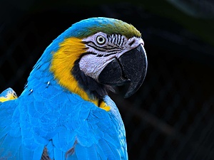 Live Love Learn program  in a Rescue Center - RAREC