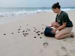 Conservation of the Loggerhead Sea Turtles - Hatching
