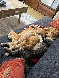 Japan Cat Network Kyoto