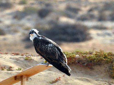Seabirds conservation