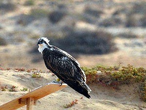 Seabirds conservation