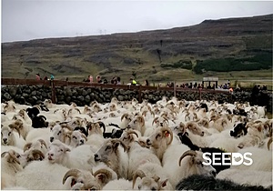 SEEDS 022. Paths & Trails in the East of Iceland