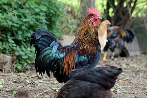 Youth Farm
