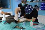 Veterinary Internship in the Amazon