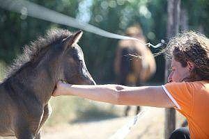 Saving The Skyrian Horses