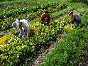 KAASIKU ORGANIC FARM I