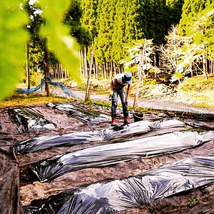 Midori Farm