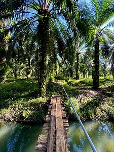 Agroecological farm in Puntarenas