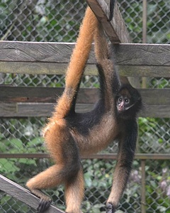 Live Love Learn program  in a Rescue Center - RAREC