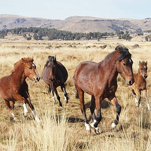 Atoj Cayo, Santuario de caballos : établissement d'un refuge pour chevaux