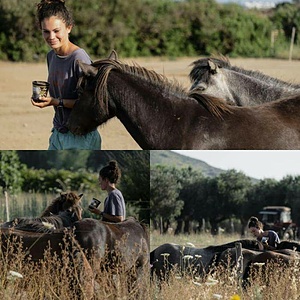 Saving The Skyrian Horses